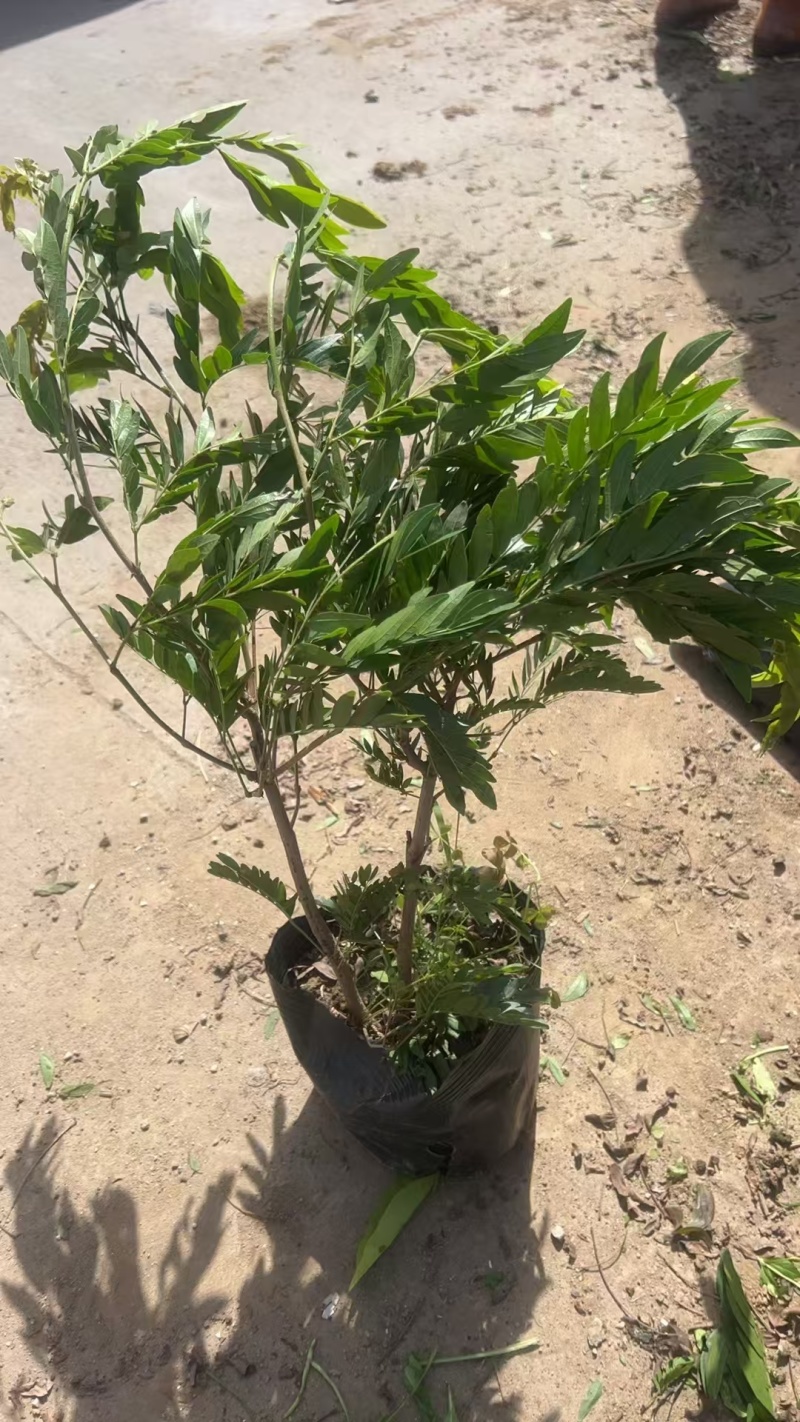 精品红绒球基地直销