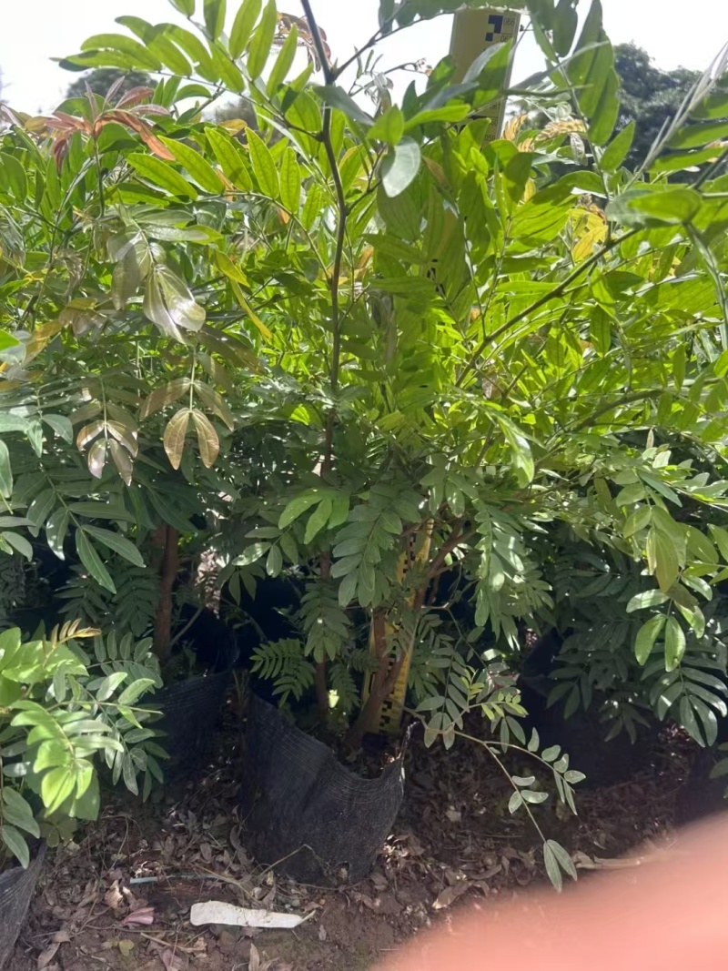 精品红绒球基地直销