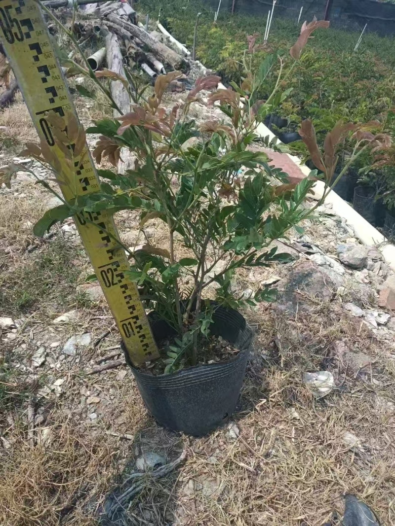 精品红绒球基地直销