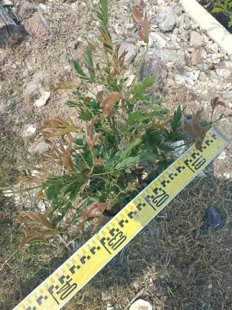 精品红绒球基地直销