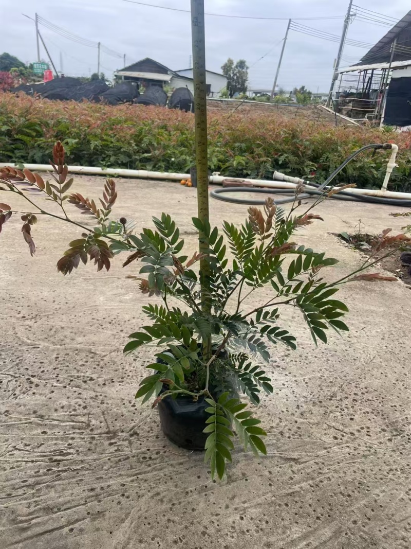 精品红绒球基地直销