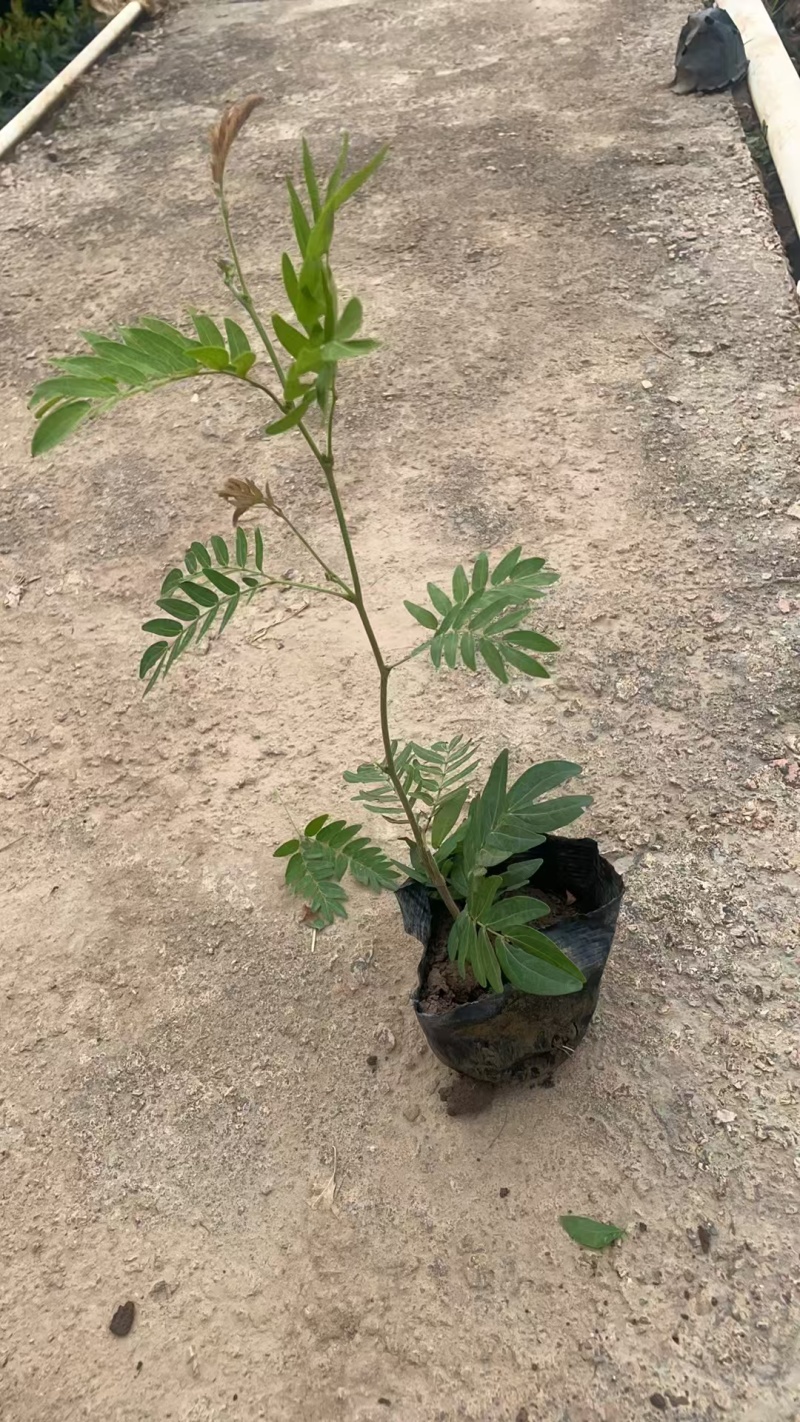 精品红绒球基地直销
