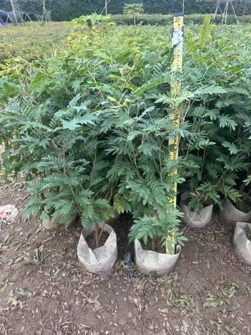 精品红绒球基地直销