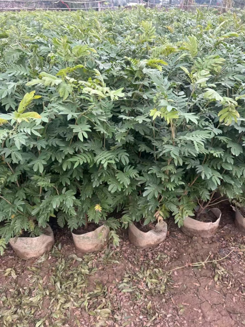 精品红绒球基地直销