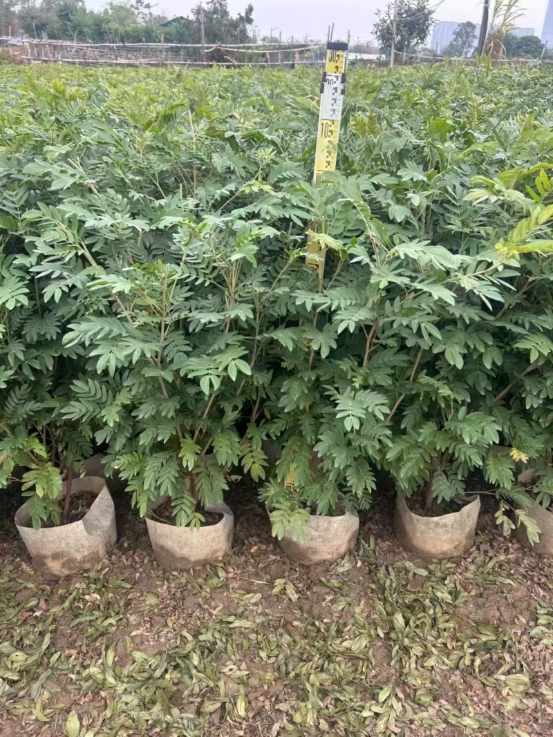 精品红绒球基地直销