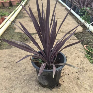 精品澳洲朱蕉基地自产自销