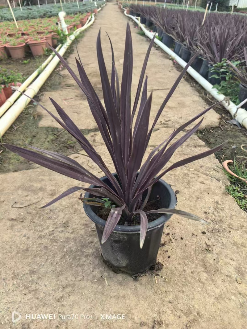 精品澳洲朱蕉基地自产自销