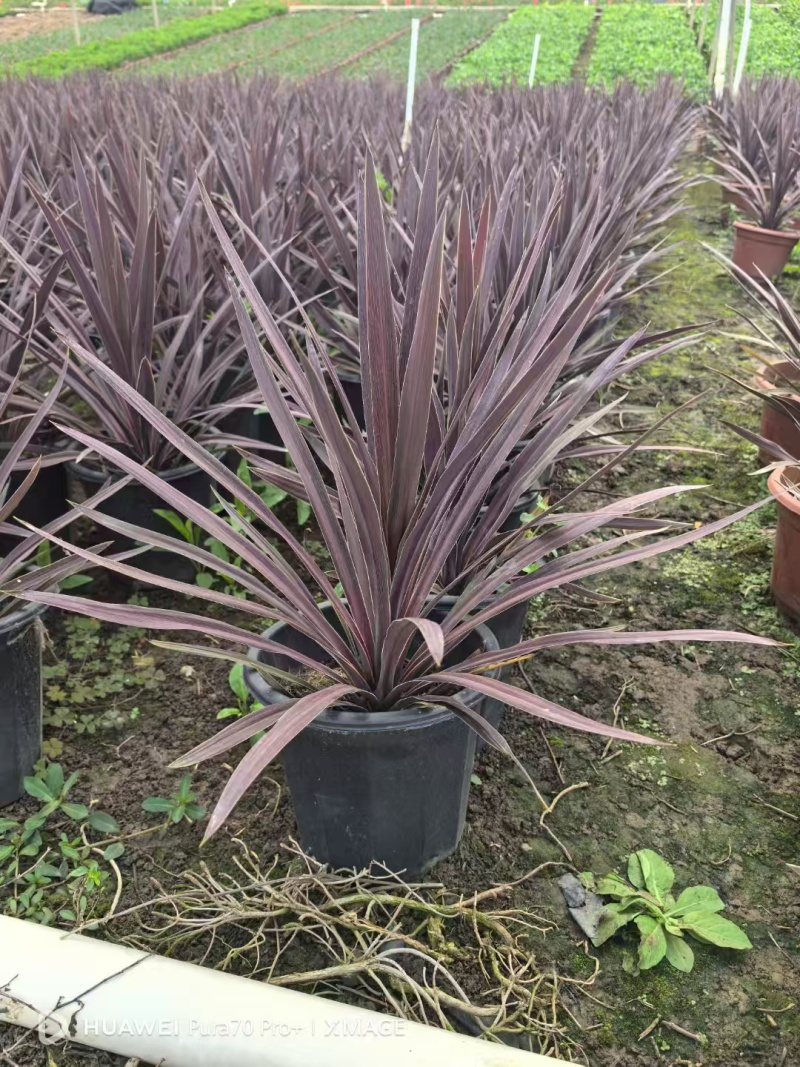 精品澳洲朱蕉基地自产自销