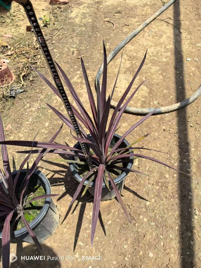 精品澳洲朱蕉基地自产自销