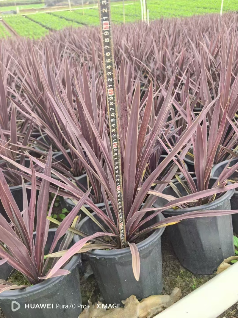 精品澳洲朱蕉基地自产自销