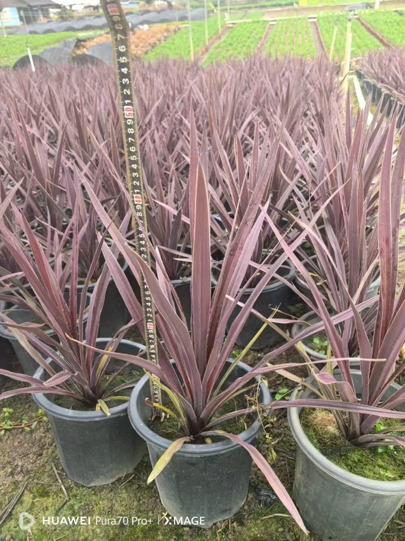 精品澳洲朱蕉基地自产自销