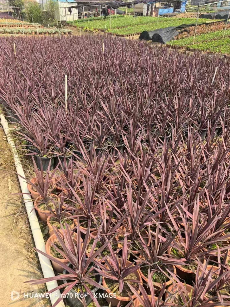 精品澳洲朱蕉基地自产自销