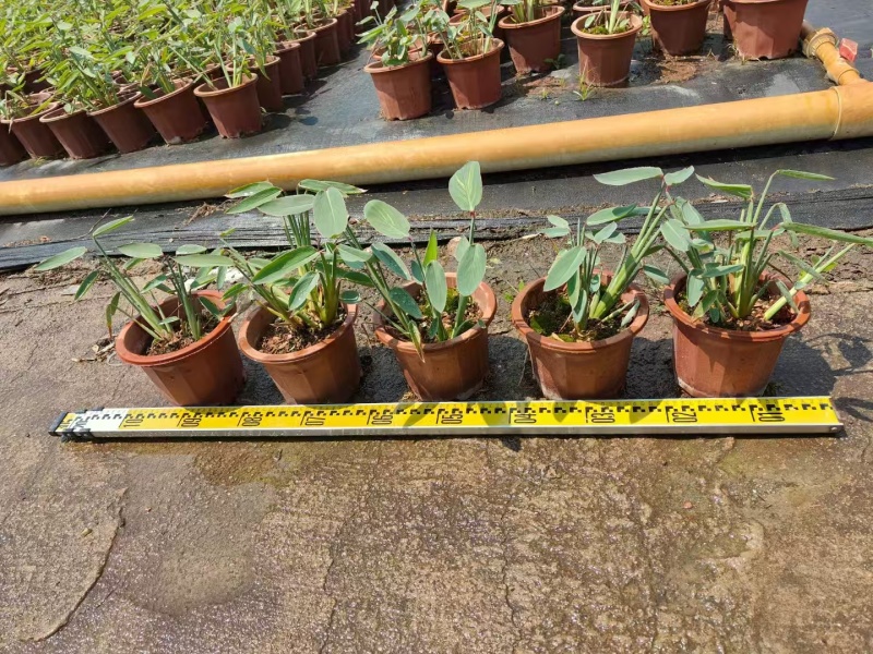 精品再力花基地直发