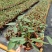 精品再力花基地直发