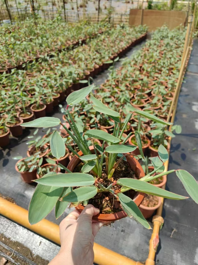 精品再力花基地直发