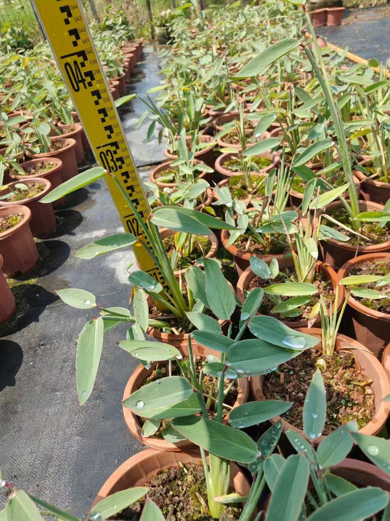 精品再力花基地直发