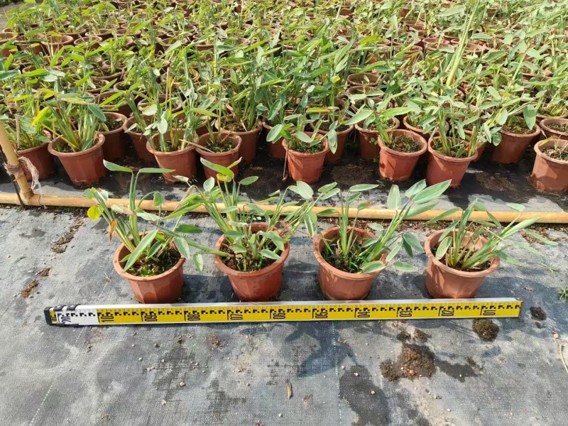 精品再力花基地直发