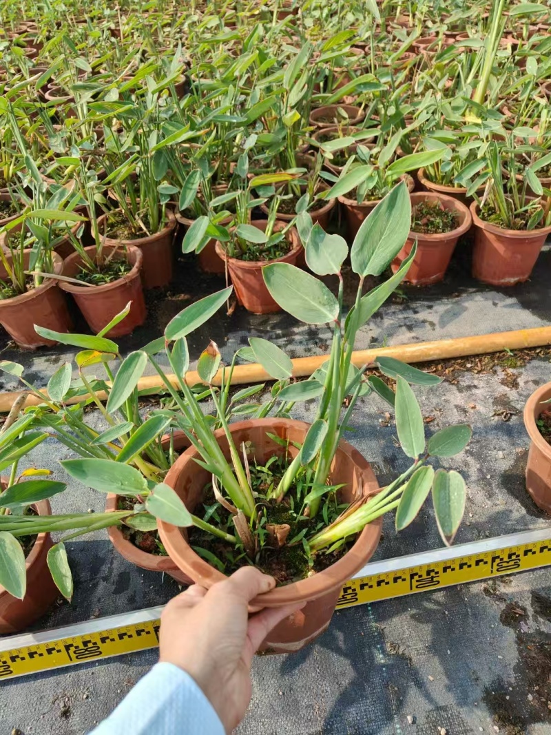 精品再力花基地直发