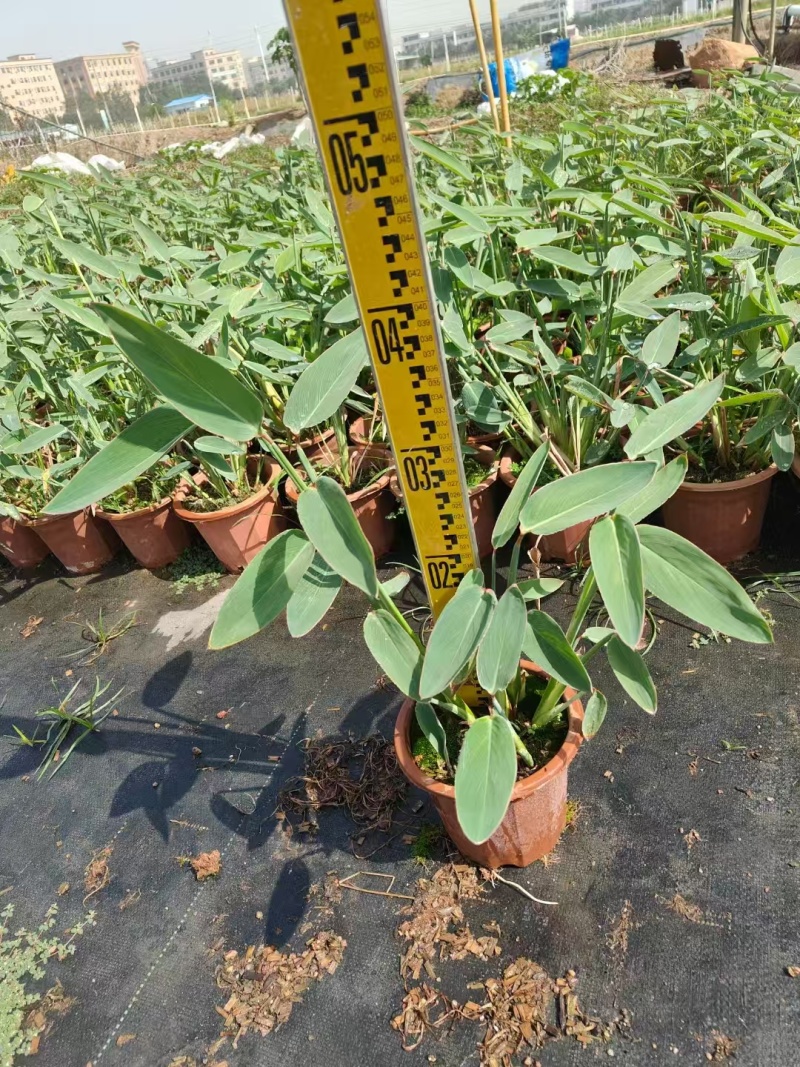 精品再力花基地直发