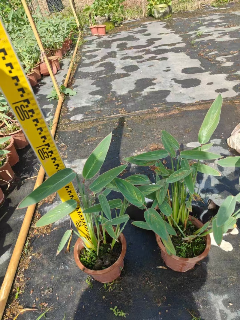 精品再力花基地直发