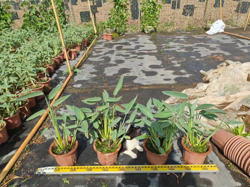 精品再力花基地直发