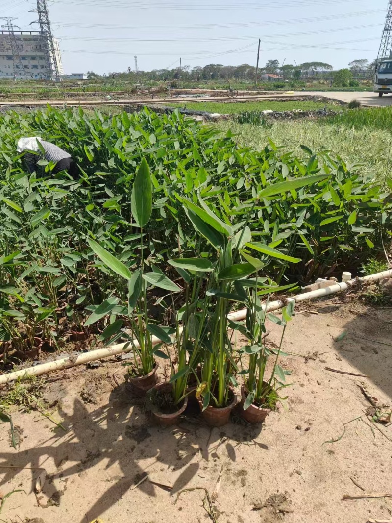 精品再力花基地直发