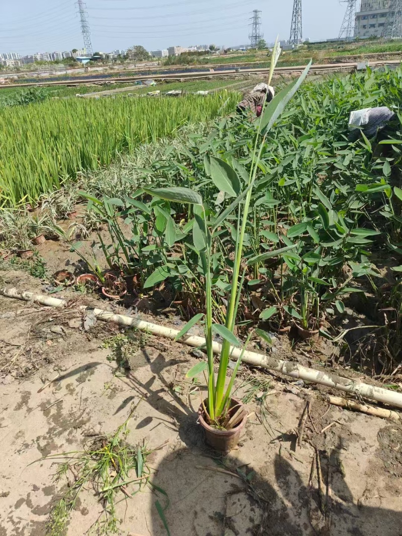 精品再力花基地直发