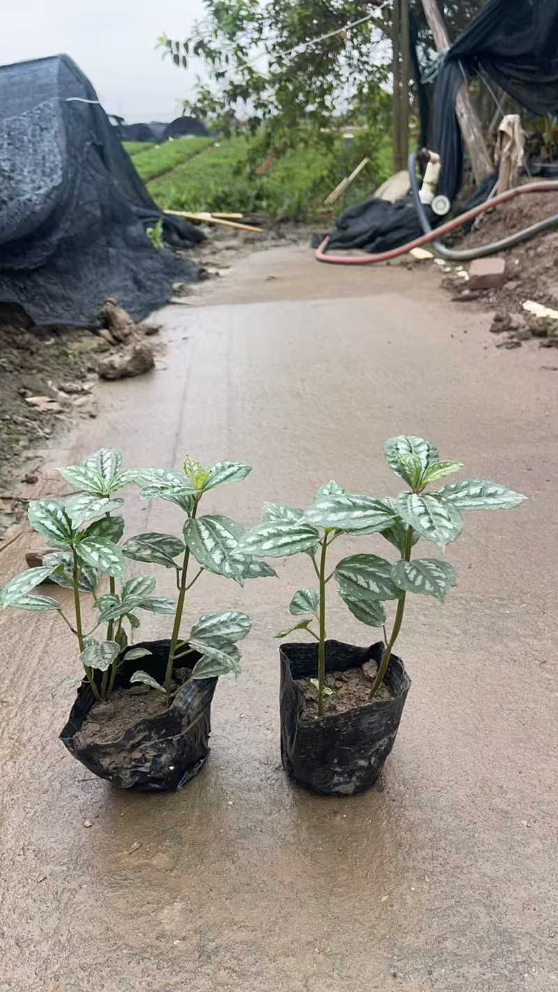 精品冷水花基地直发