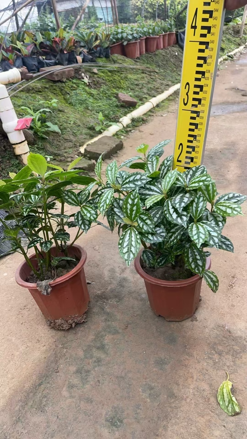 精品冷水花基地直发