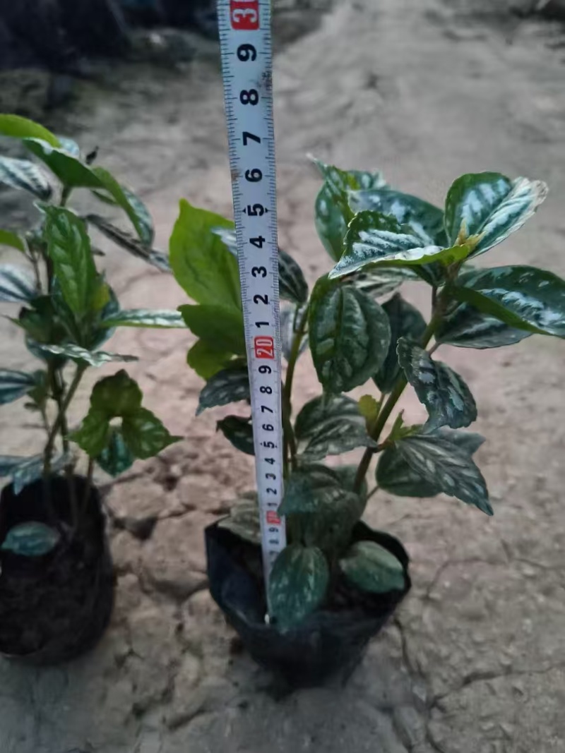 精品冷水花基地直发