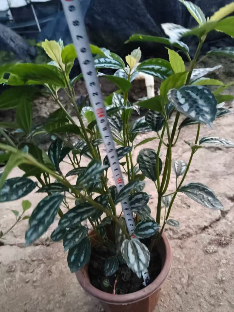 精品冷水花基地直发