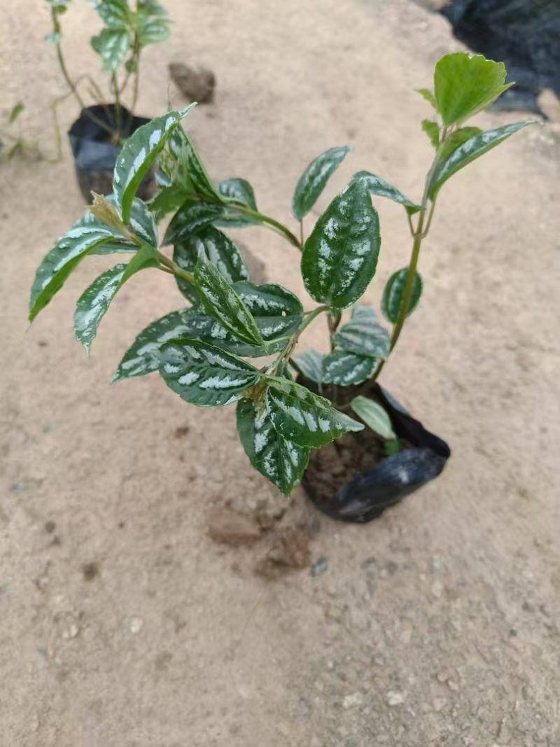 精品冷水花基地直发