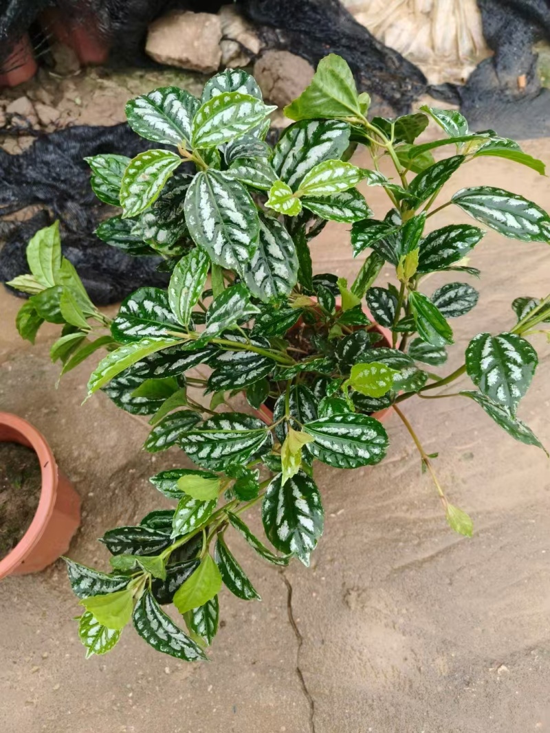 精品冷水花基地直发