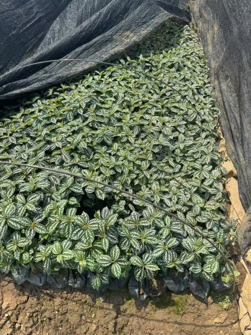 精品冷水花基地直发