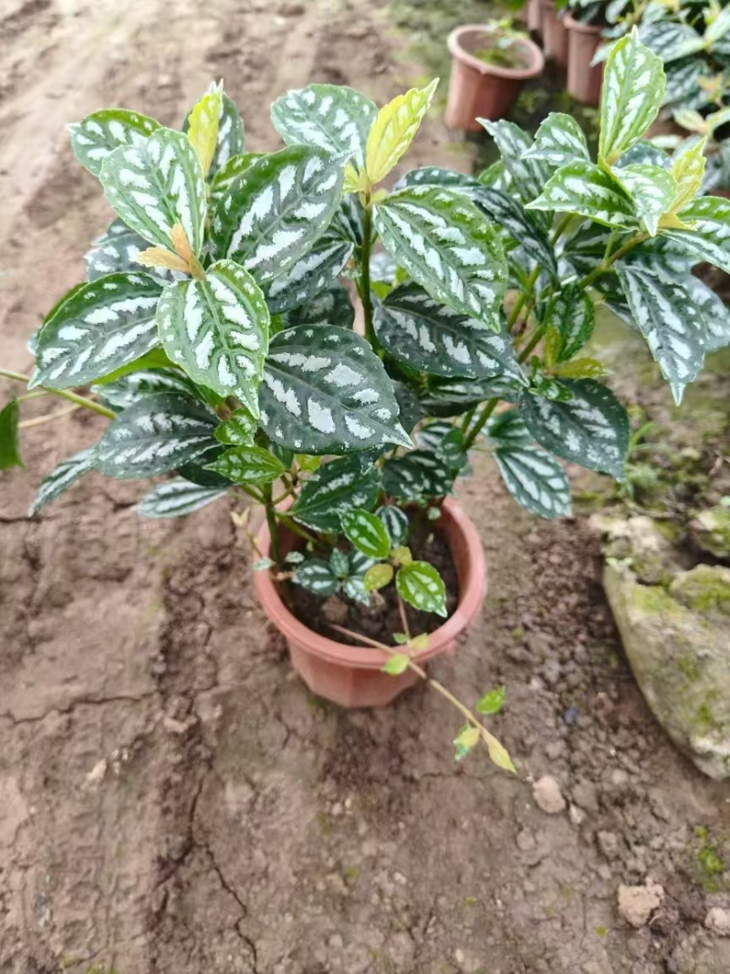 精品冷水花基地直发