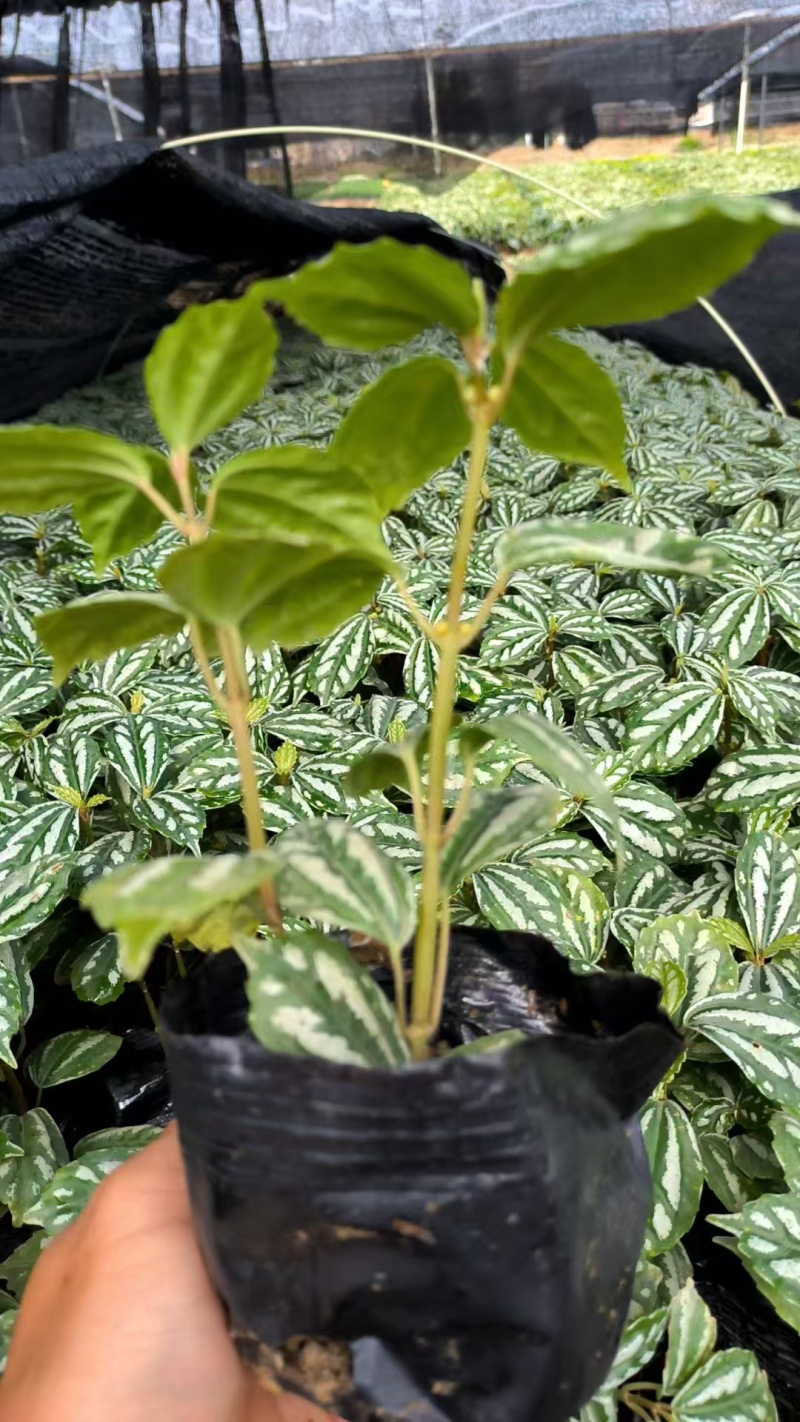 精品冷水花基地直发