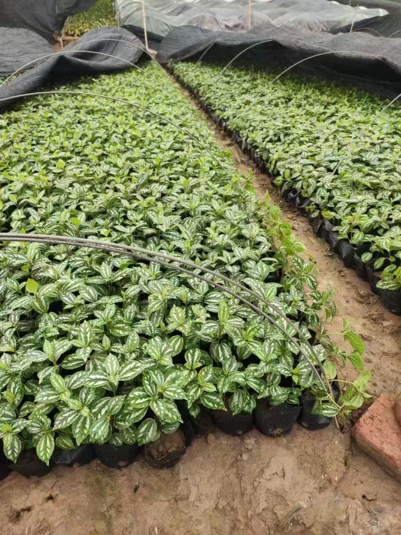 精品冷水花基地直发