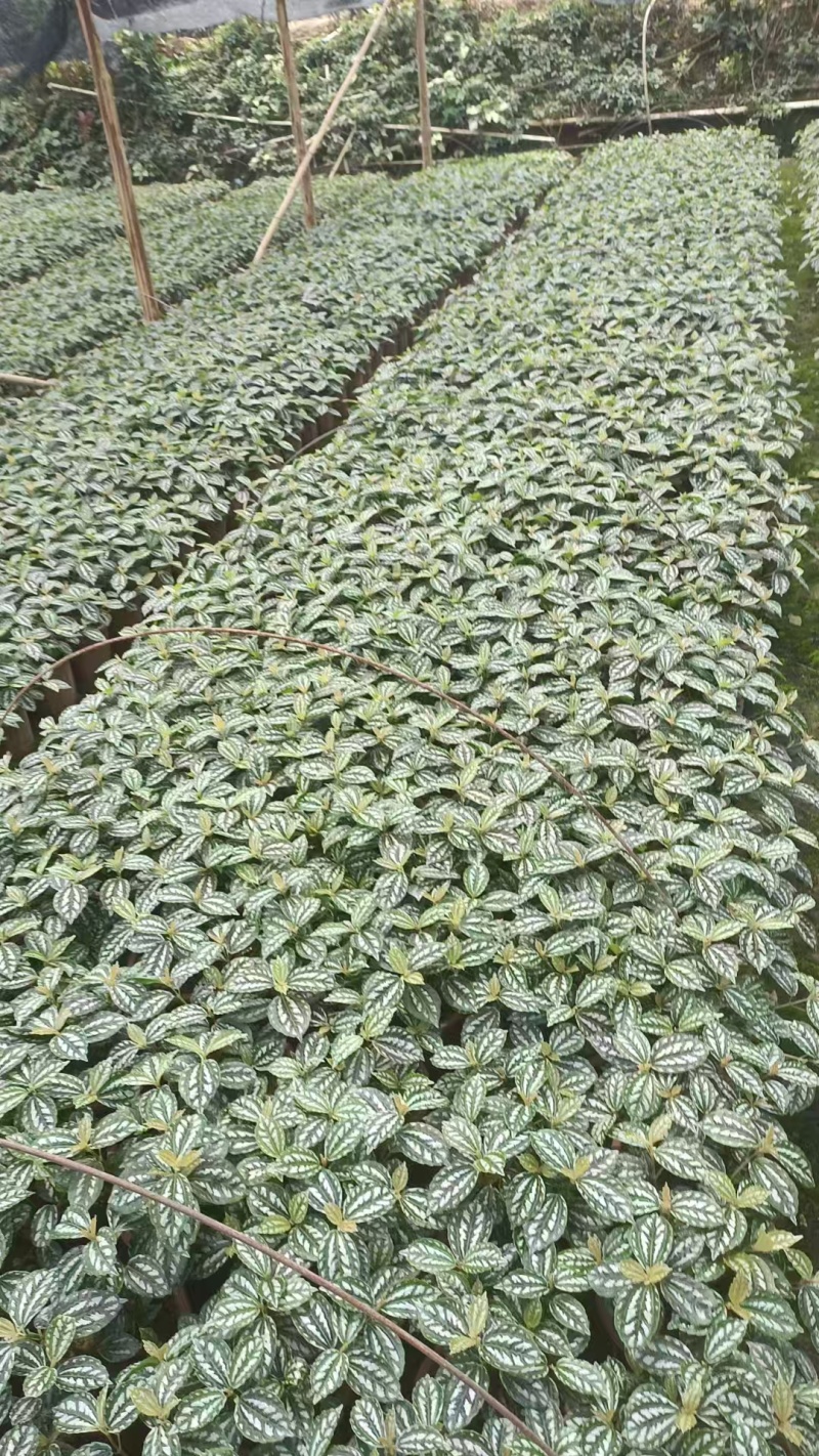 精品冷水花基地直发