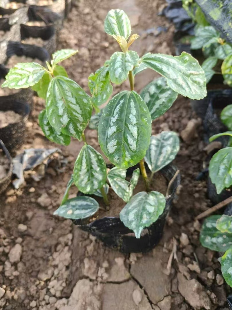 精品冷水花基地直发