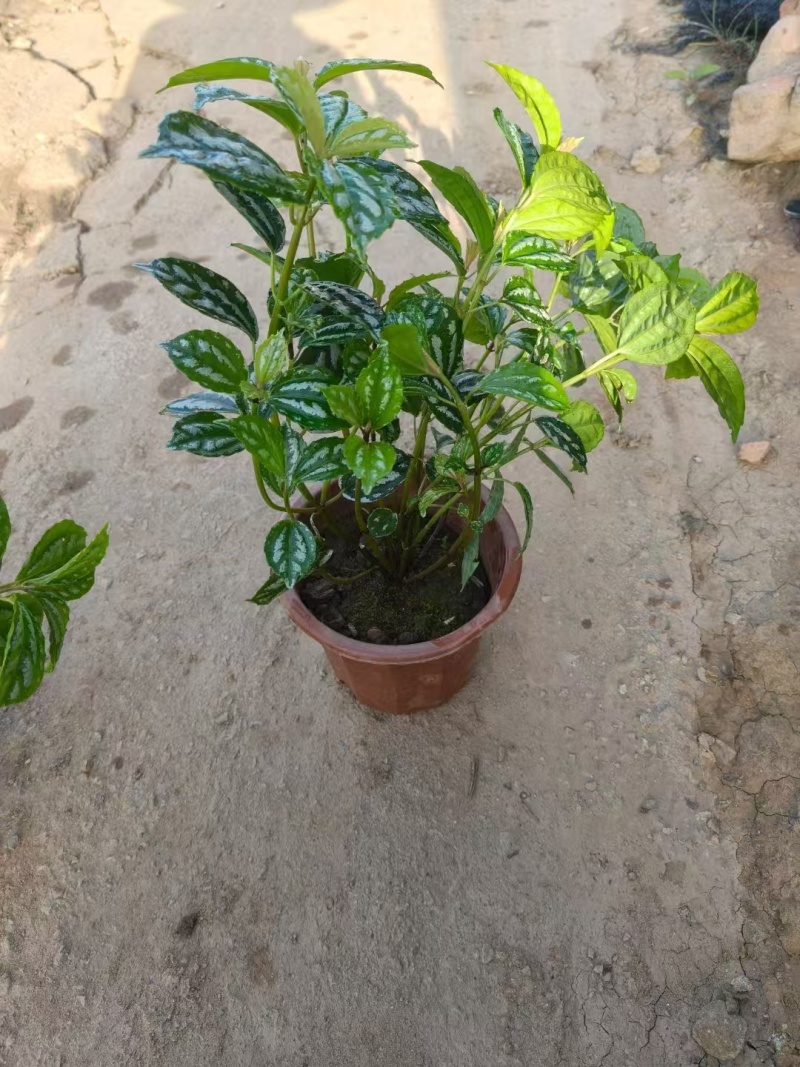 精品冷水花基地直发
