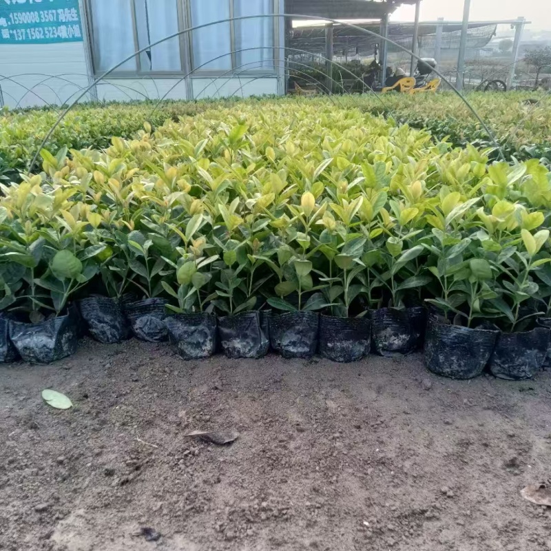 精品新奇士龙船花基地直发