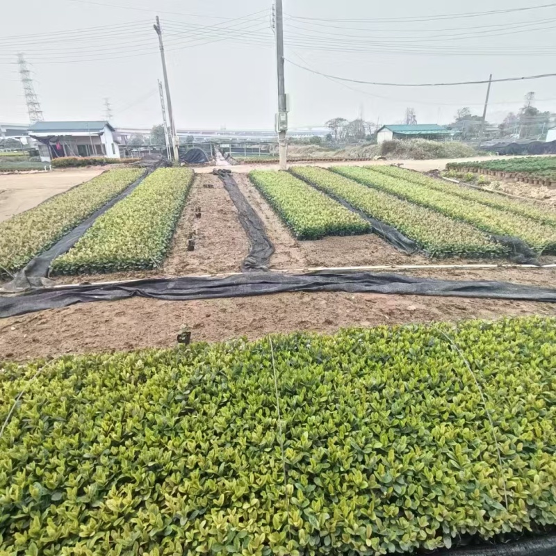 精品新奇士龙船花基地直发