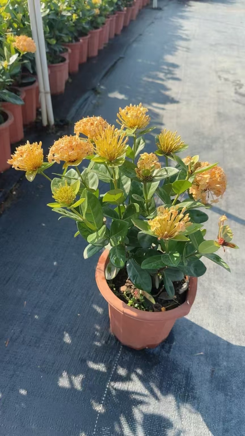 精品新奇士龙船花基地直发