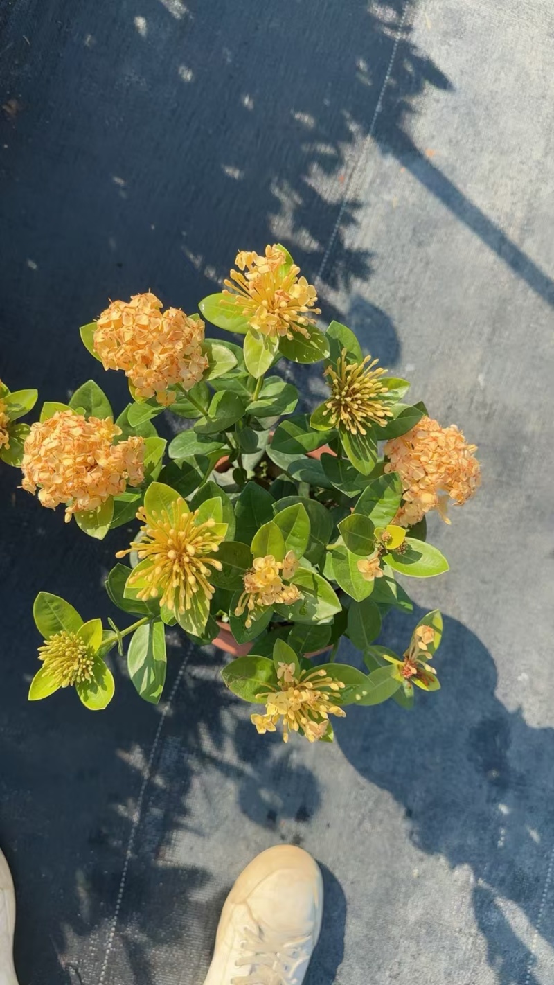 精品新奇士龙船花基地直发