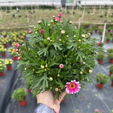 精品玛格丽特基地直发