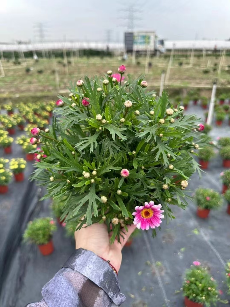 精品玛格丽特基地直发