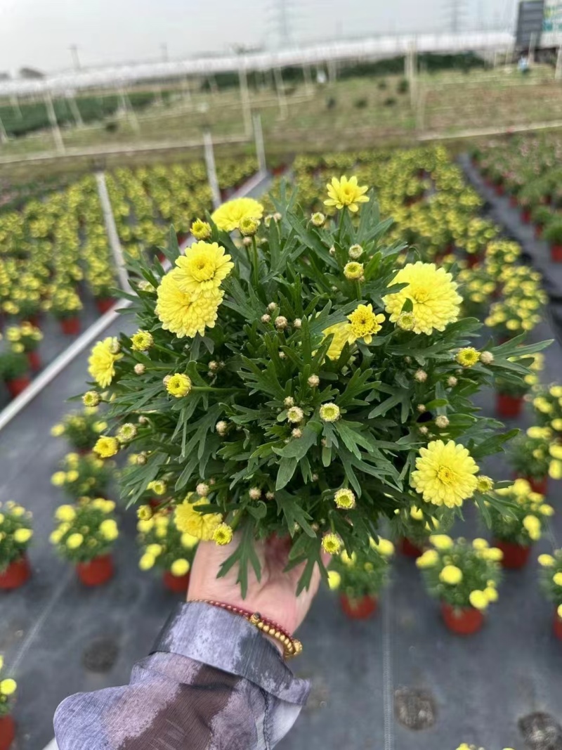 精品玛格丽特基地直发