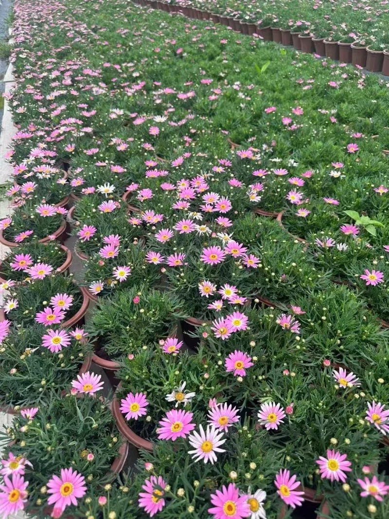 精品玛格丽特基地直发