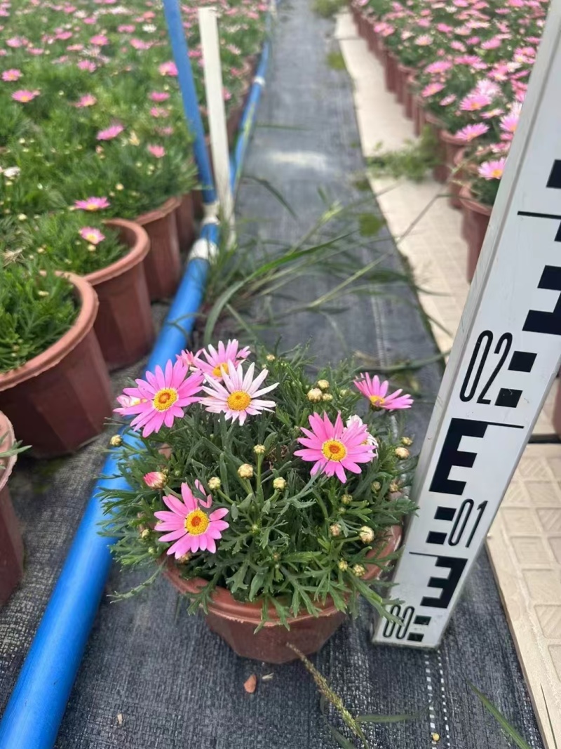 精品玛格丽特基地直发