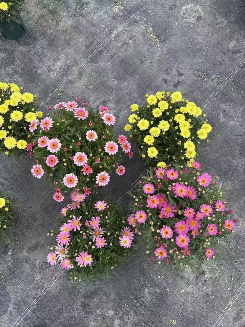 精品玛格丽特基地直发